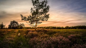 Картинка природа луга цветы трава поле дерево