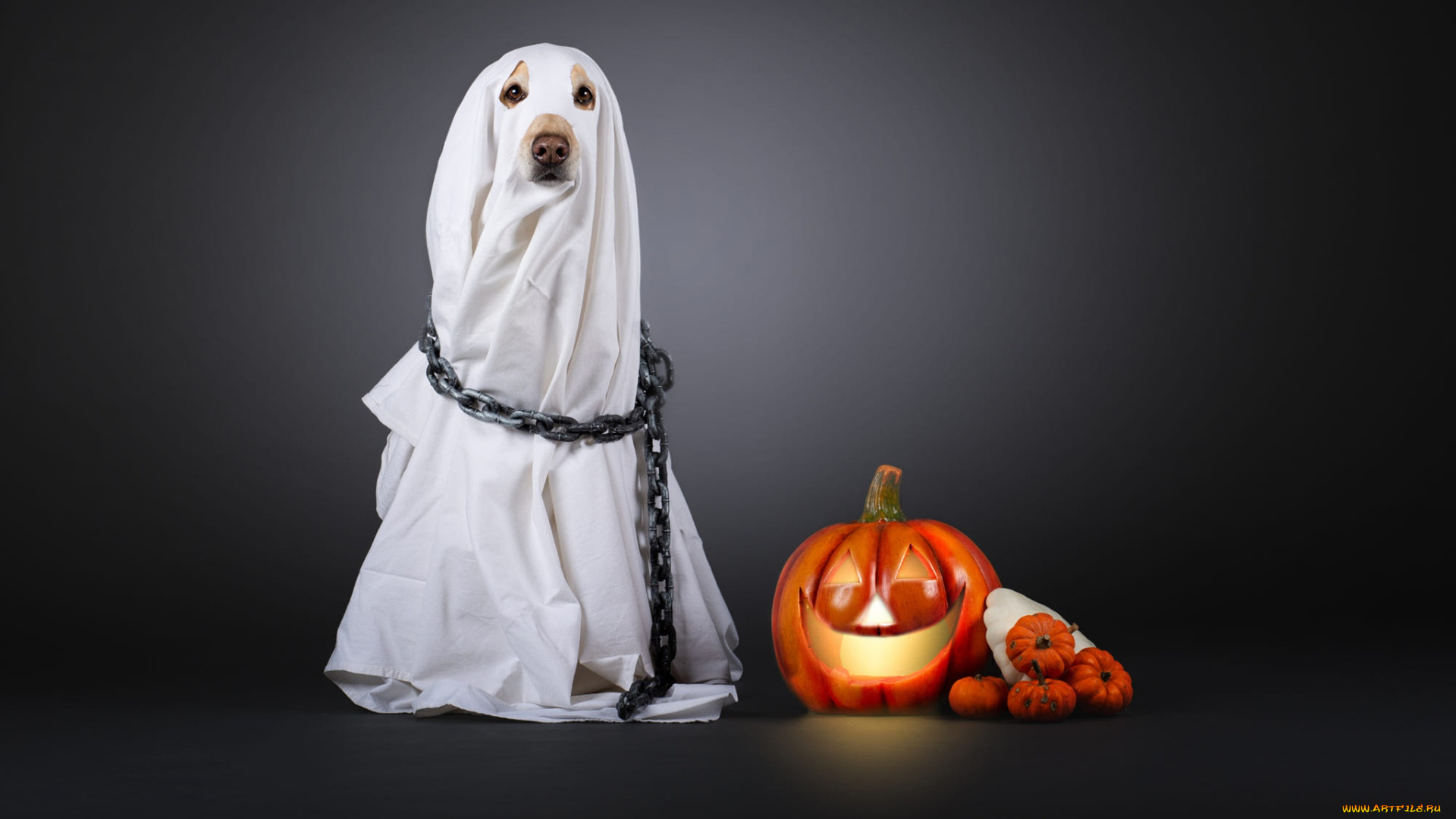 праздничные, хэллоуин, тыква, привидение, костюм, хеллоуин, накидка, серый, фон, простыня, цепь, белая, собака