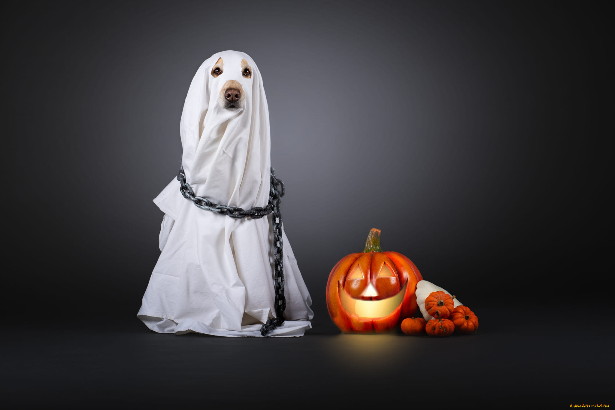 праздничные, хэллоуин, тыква, привидение, костюм, хеллоуин, накидка, серый, фон, простыня, цепь, белая, собака