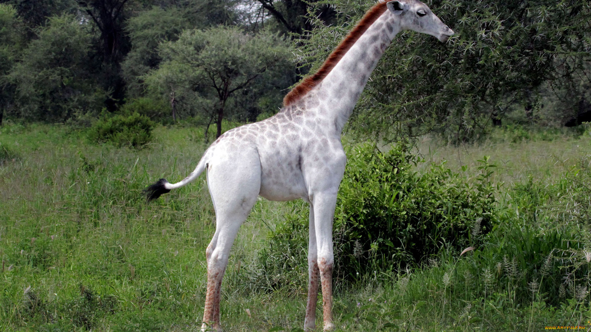 жираф, альбинос, животные, жирафы, жираф, млекопитающие, альбинос, аномалия, парнокопытные, жирафовые, шея, африка