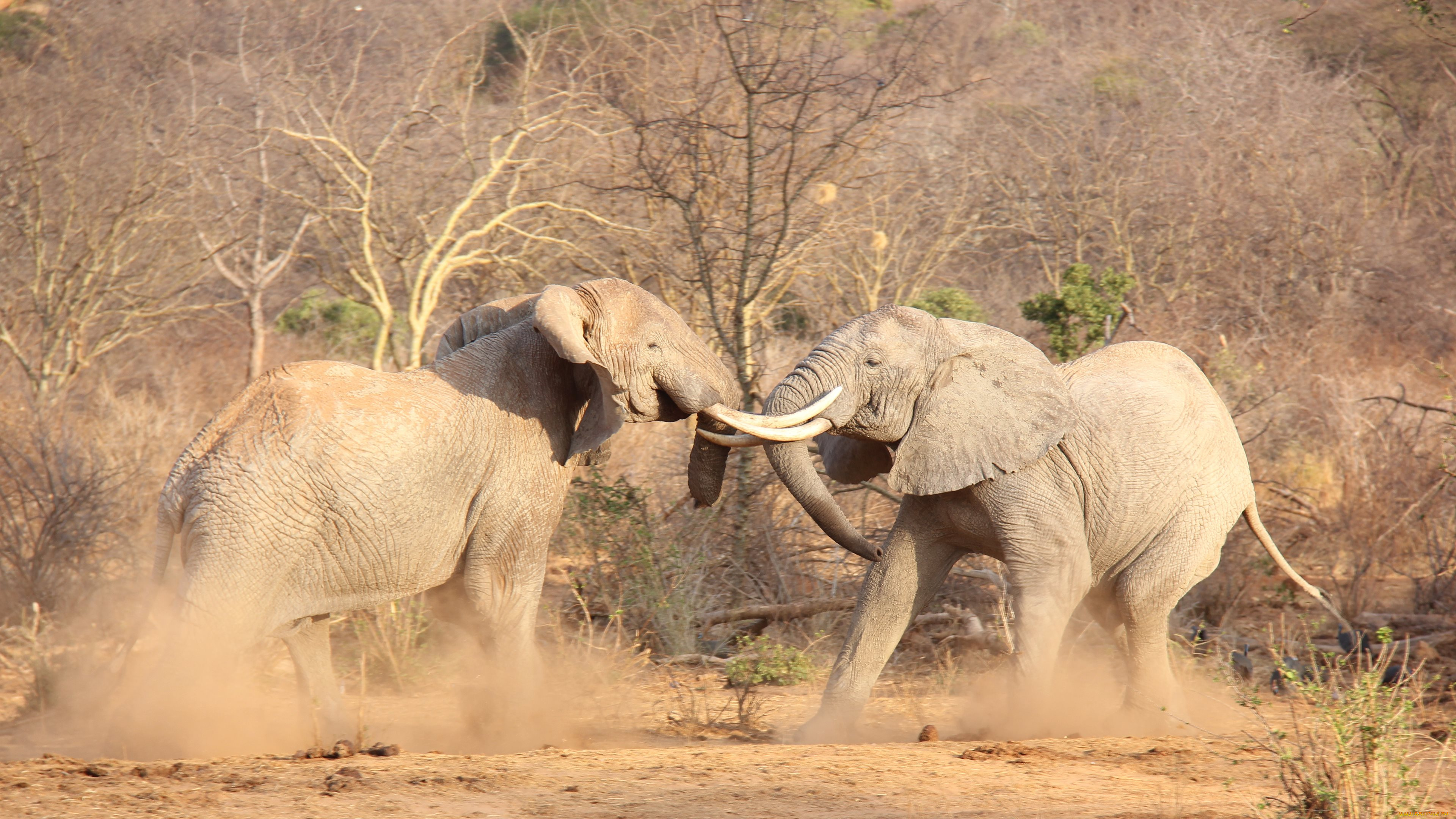 животные, слоны, африка, битва, бивни, слоновые, хоботные, млекопитающие