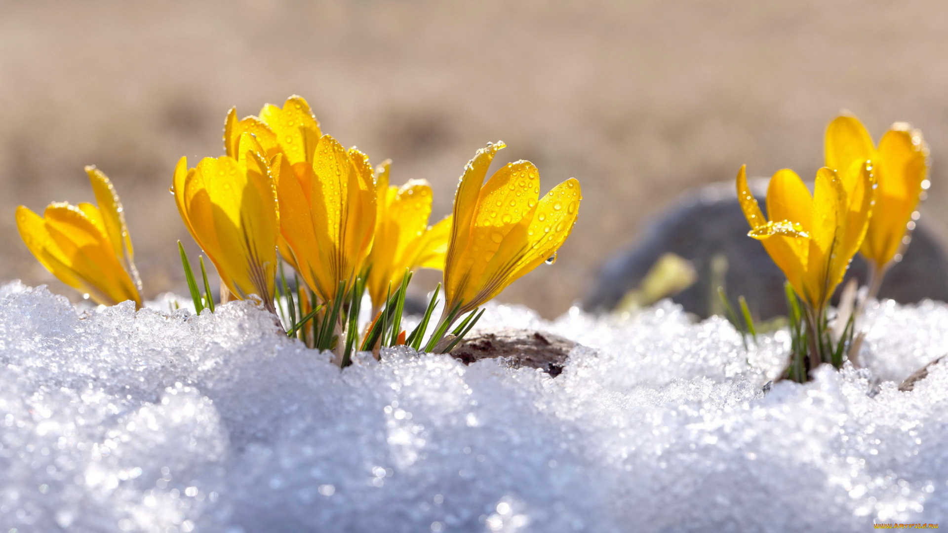 цветы, крокусы, снег, весна, желтые, капли