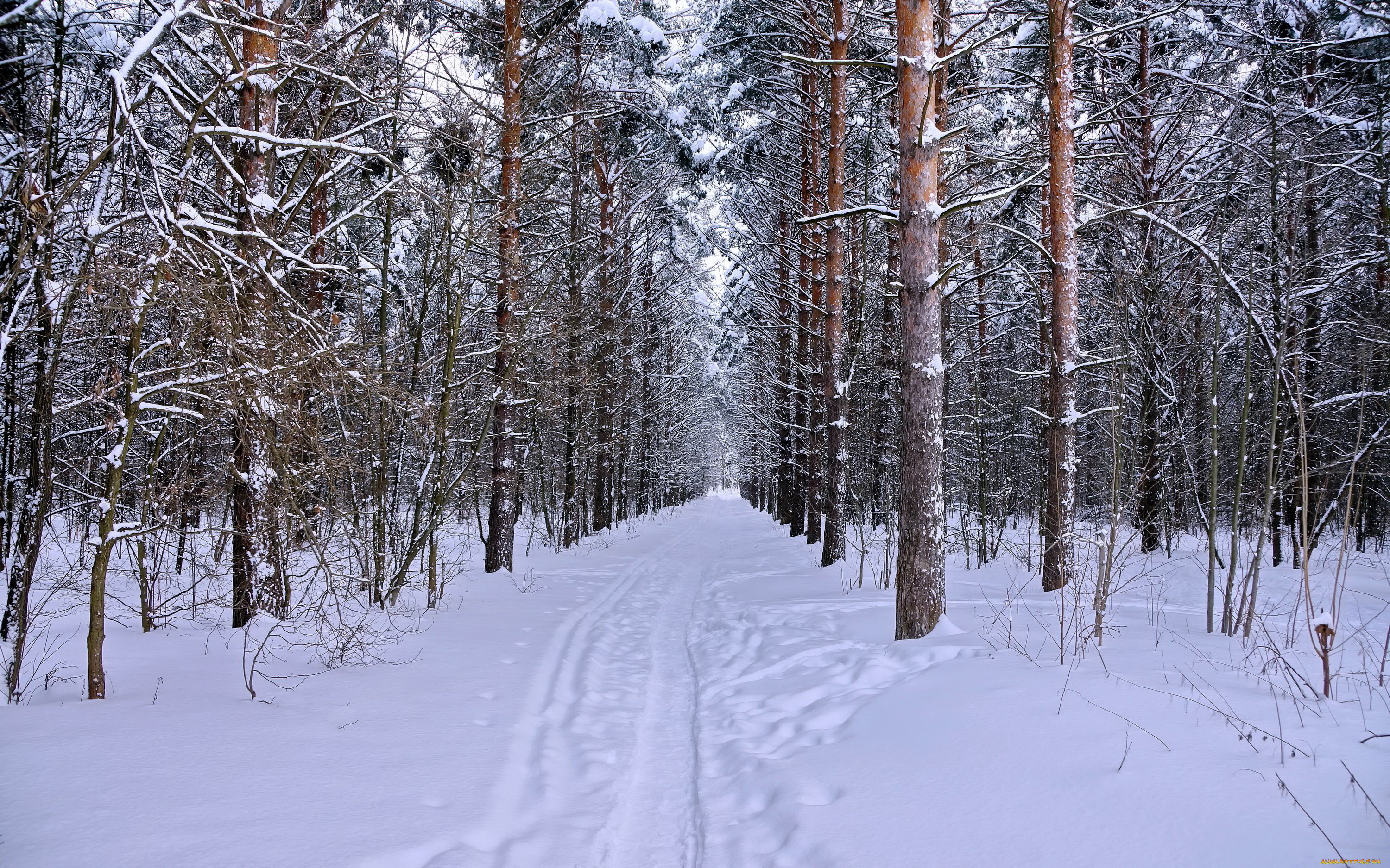 природа, зима, лес, снег, ели
