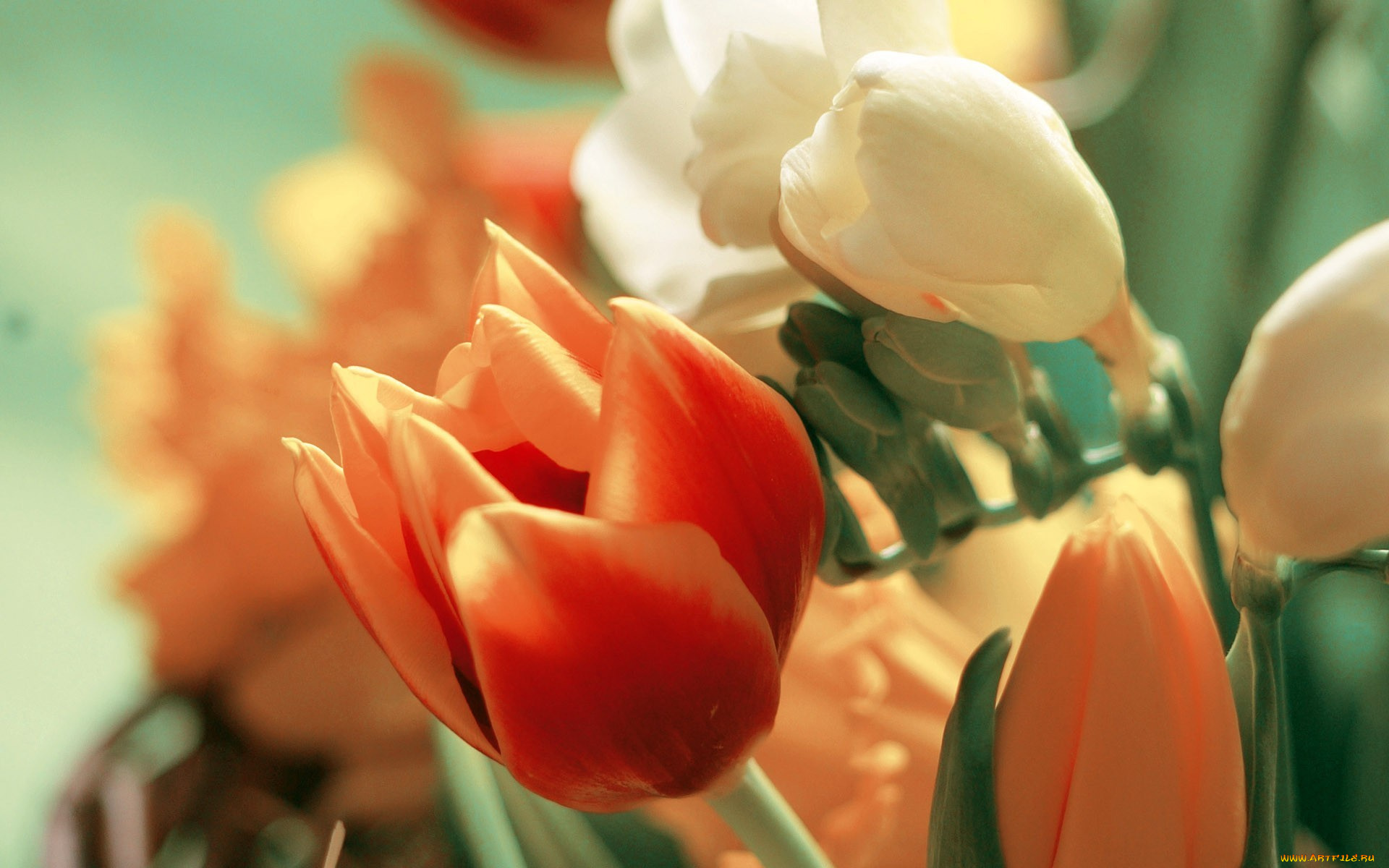цветы, разные, вместе, букет, тюльпан