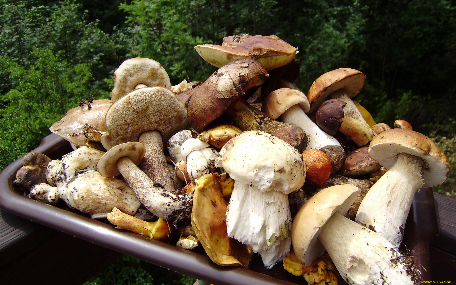 еда, грибы, грибные, блюда, ассорти