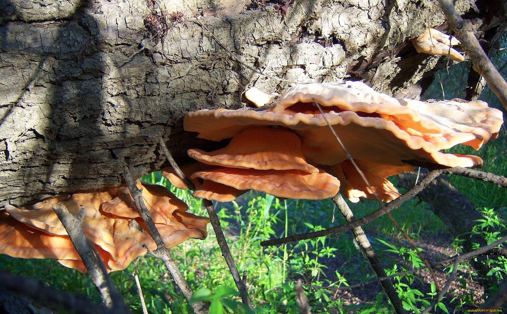 природа, грибы, оранджевые