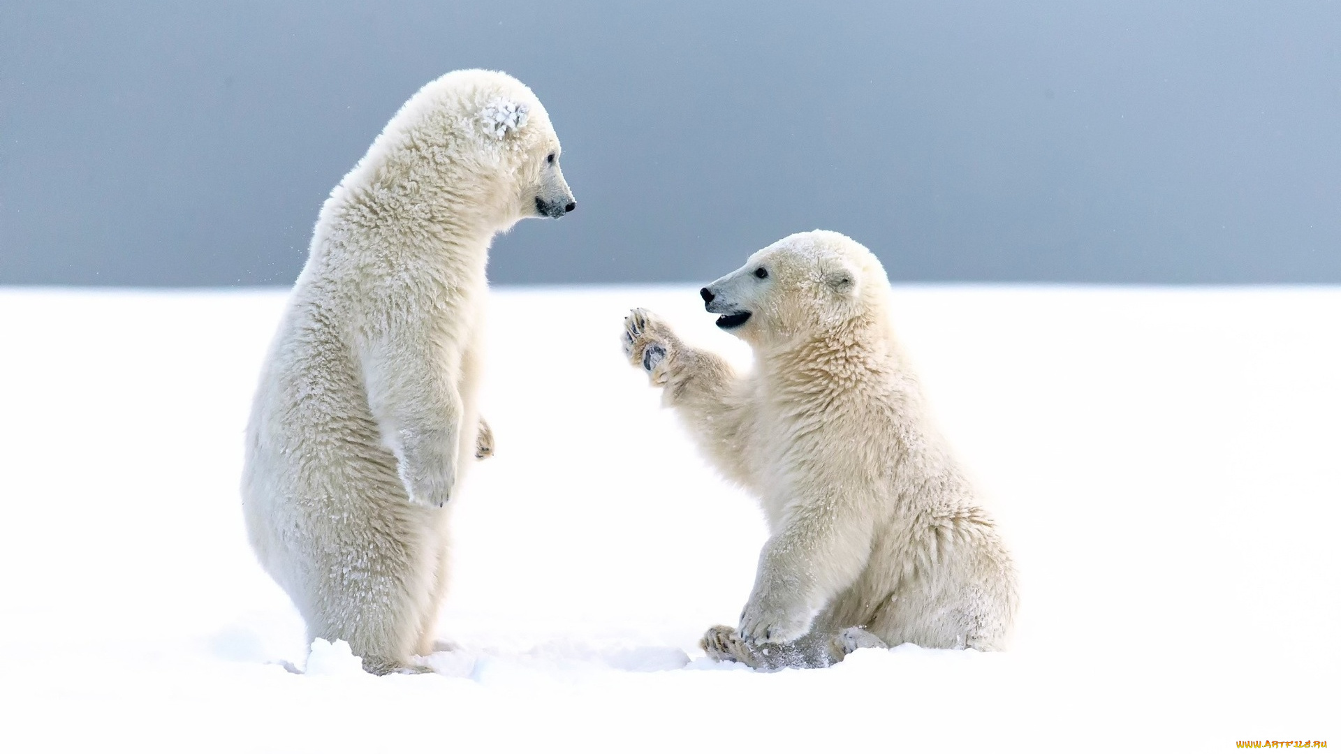 белый, полярный, медведь, , медвежата, животные, медведи, белый, медвежата, медвежонок, полярный, медведь, хищники, медвежьи, млекопитающие, снег, мороз, льды, шерсть, когти, пасть, клыки