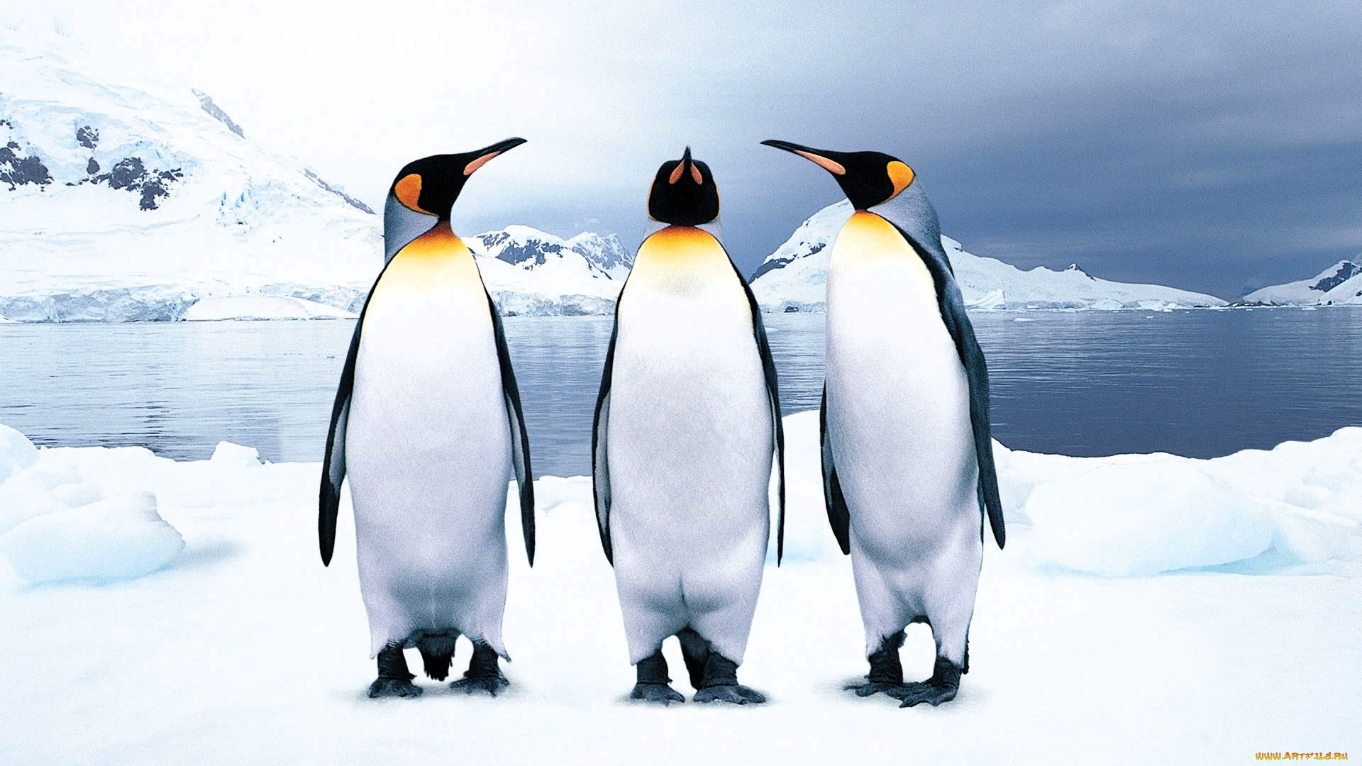 животные, пингвины, горы, снег, море