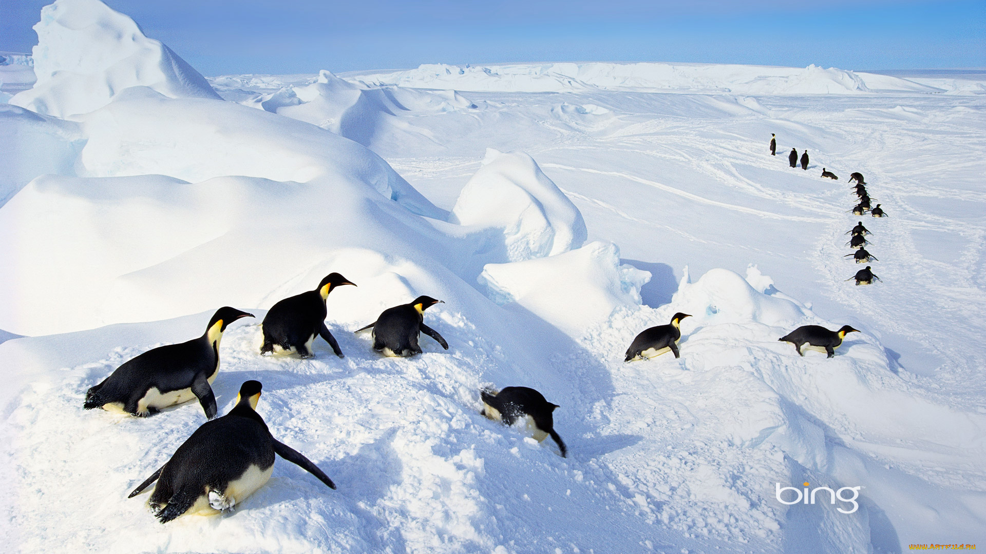 животные, пингвины, снег, ингвины