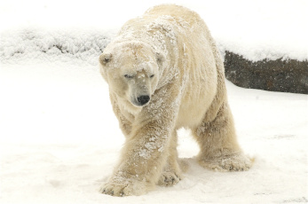 Картинка животные медведи косолапый снег