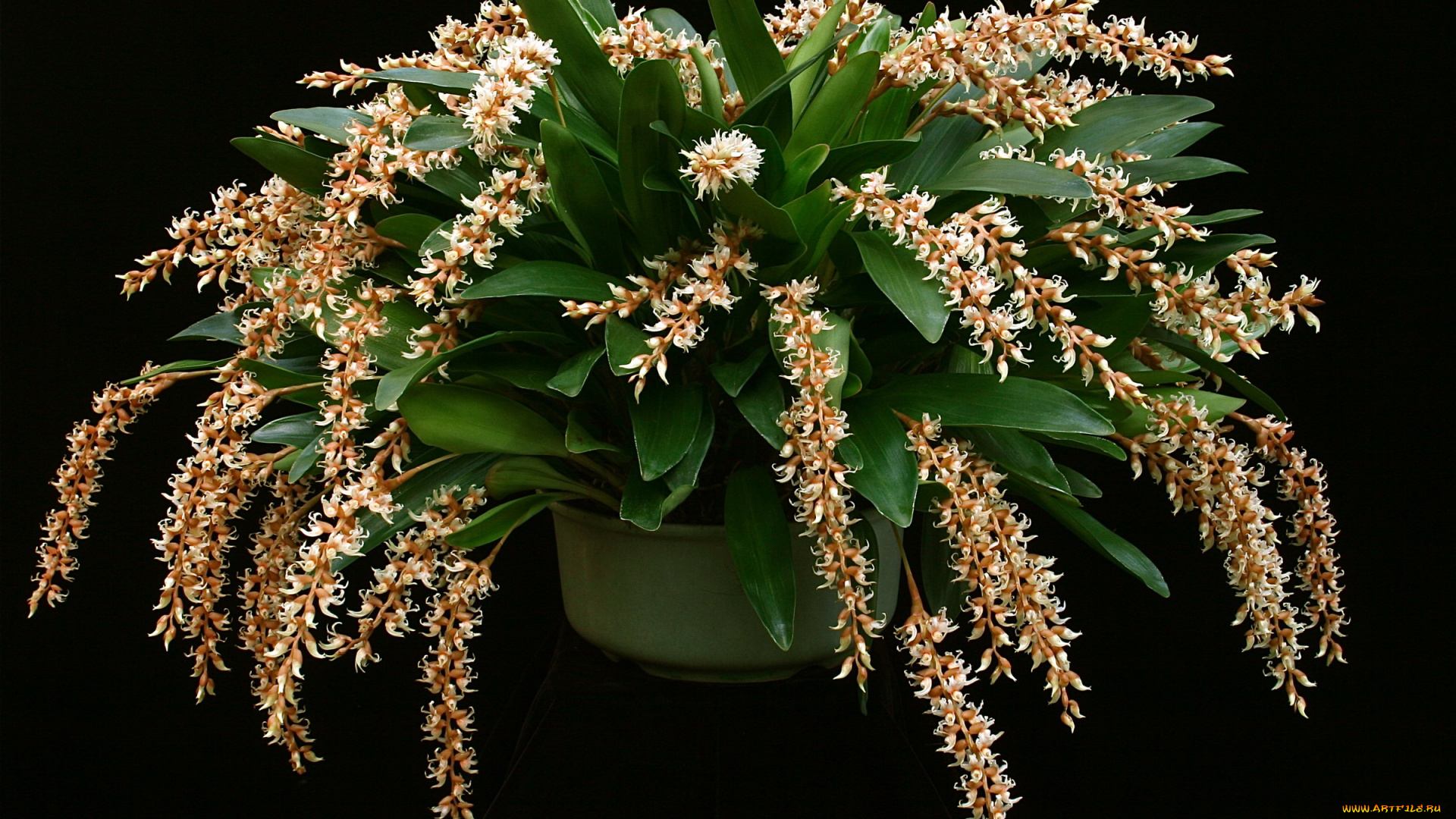 орхидеи, dendrochilum, cootesii, цветы, орхидеи, вазон