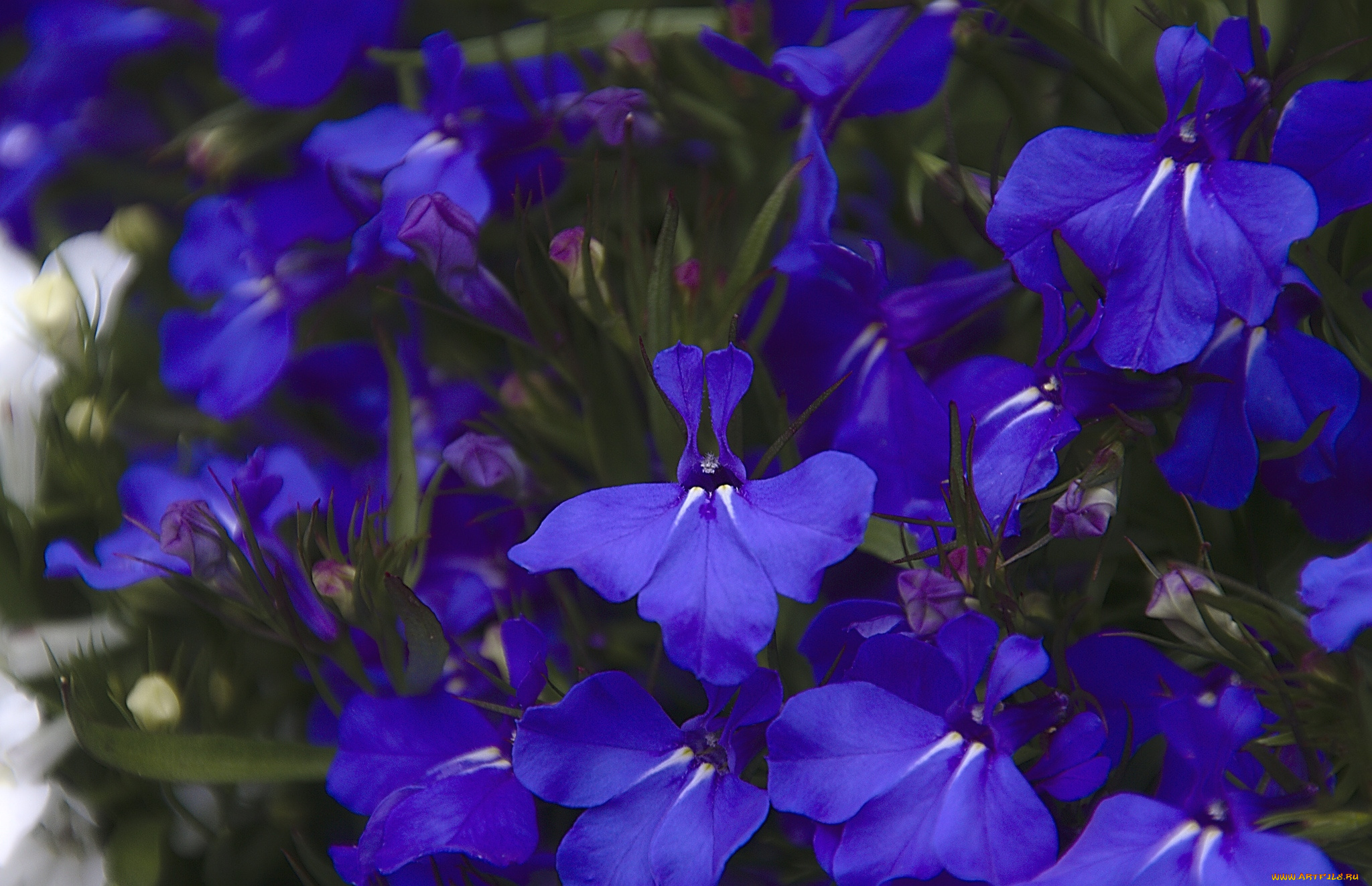 цветы, лобелии, фиолетовый