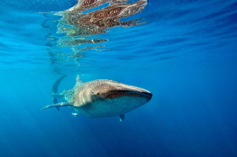 Картинка животные акулы океан пучина китовая акула