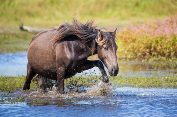 Картинка животные лошади лошадь вода брызги