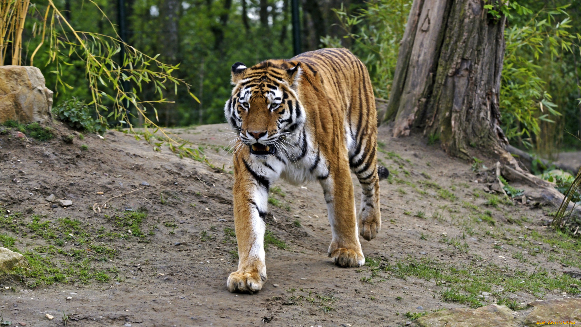 животные, тигры, природа, тигр