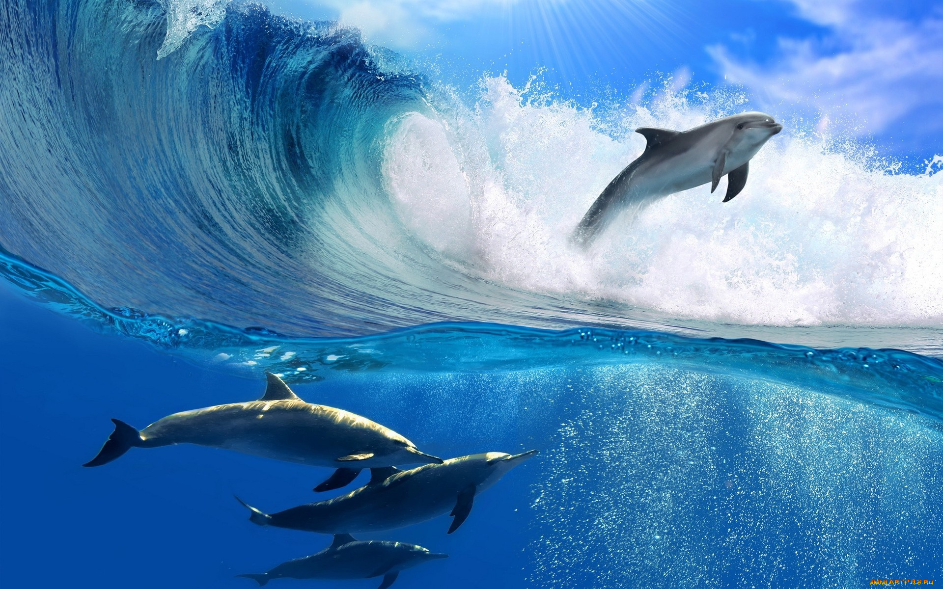 животные, дельфины, море, океан, вода, волна