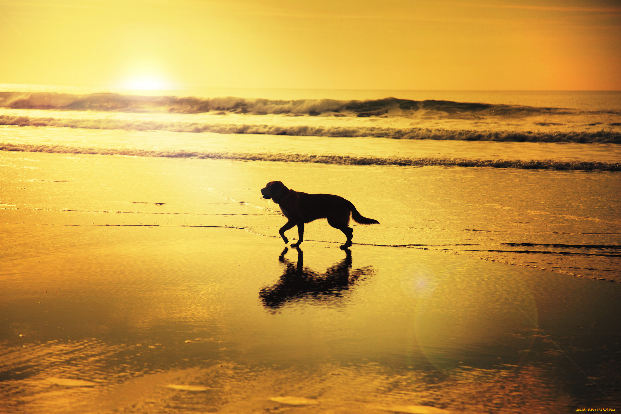 животные, собаки, солнечный, отражение, пляж, волны, тень, восход, собака