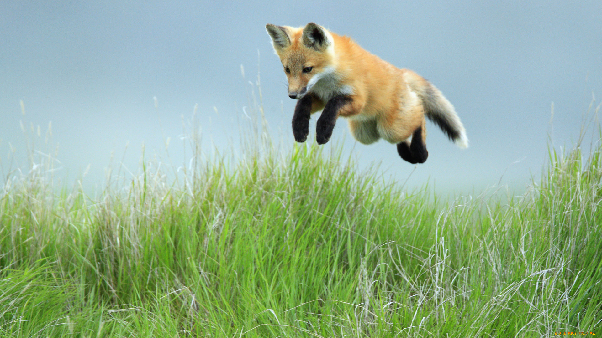 животные, лисы, охота, прыжок, лиса