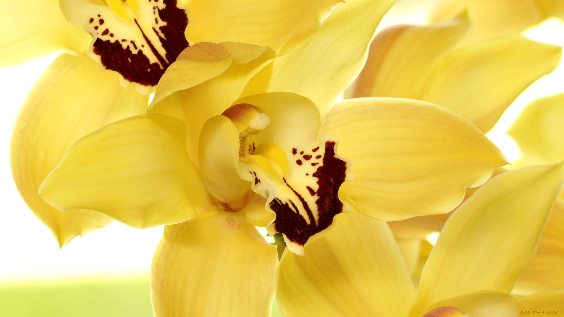 цветы, орхидеи, желтый, лепестки