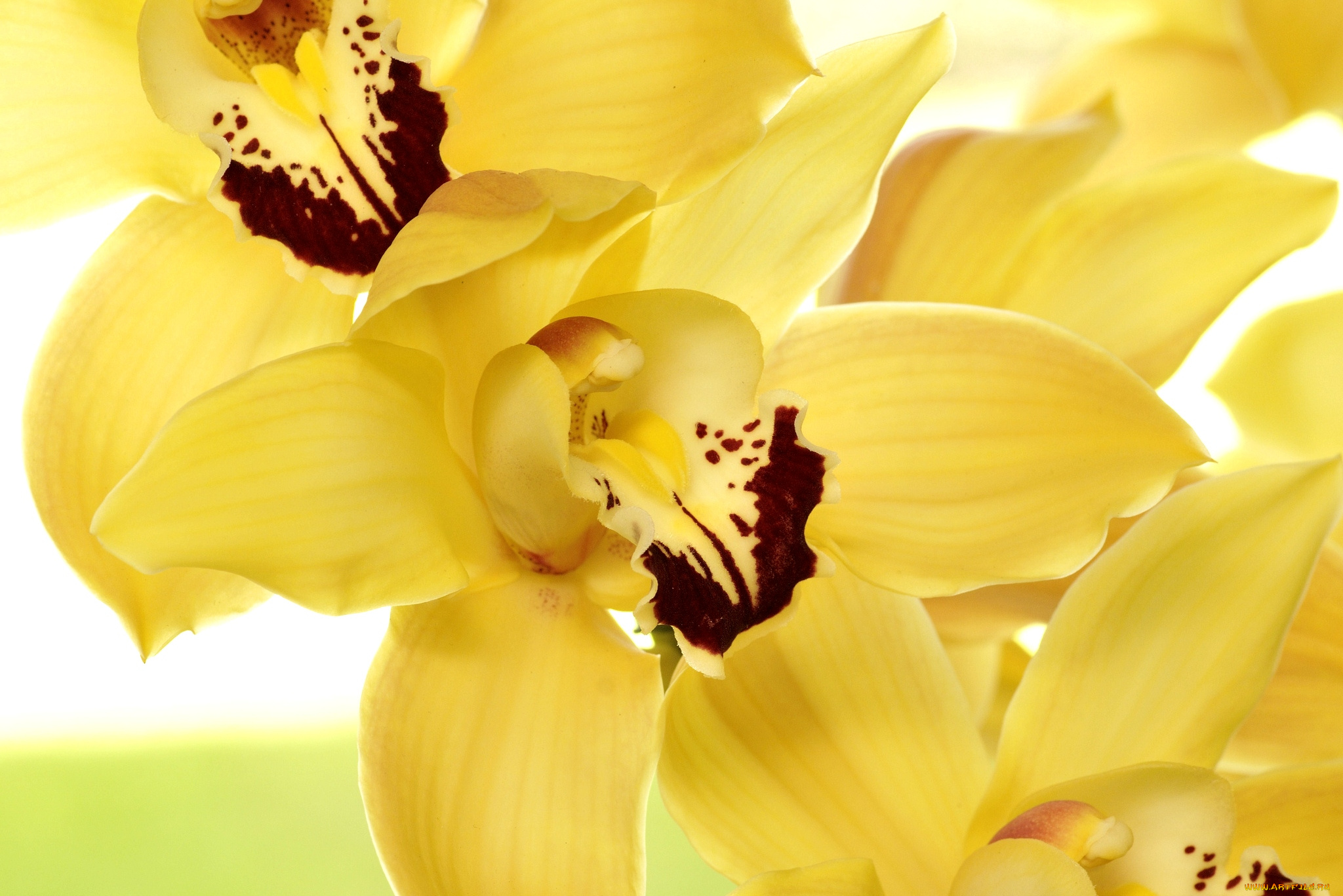 цветы, орхидеи, желтый, лепестки
