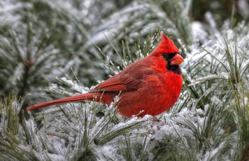 обоя животные, кардиналы, красный, снег, сосна