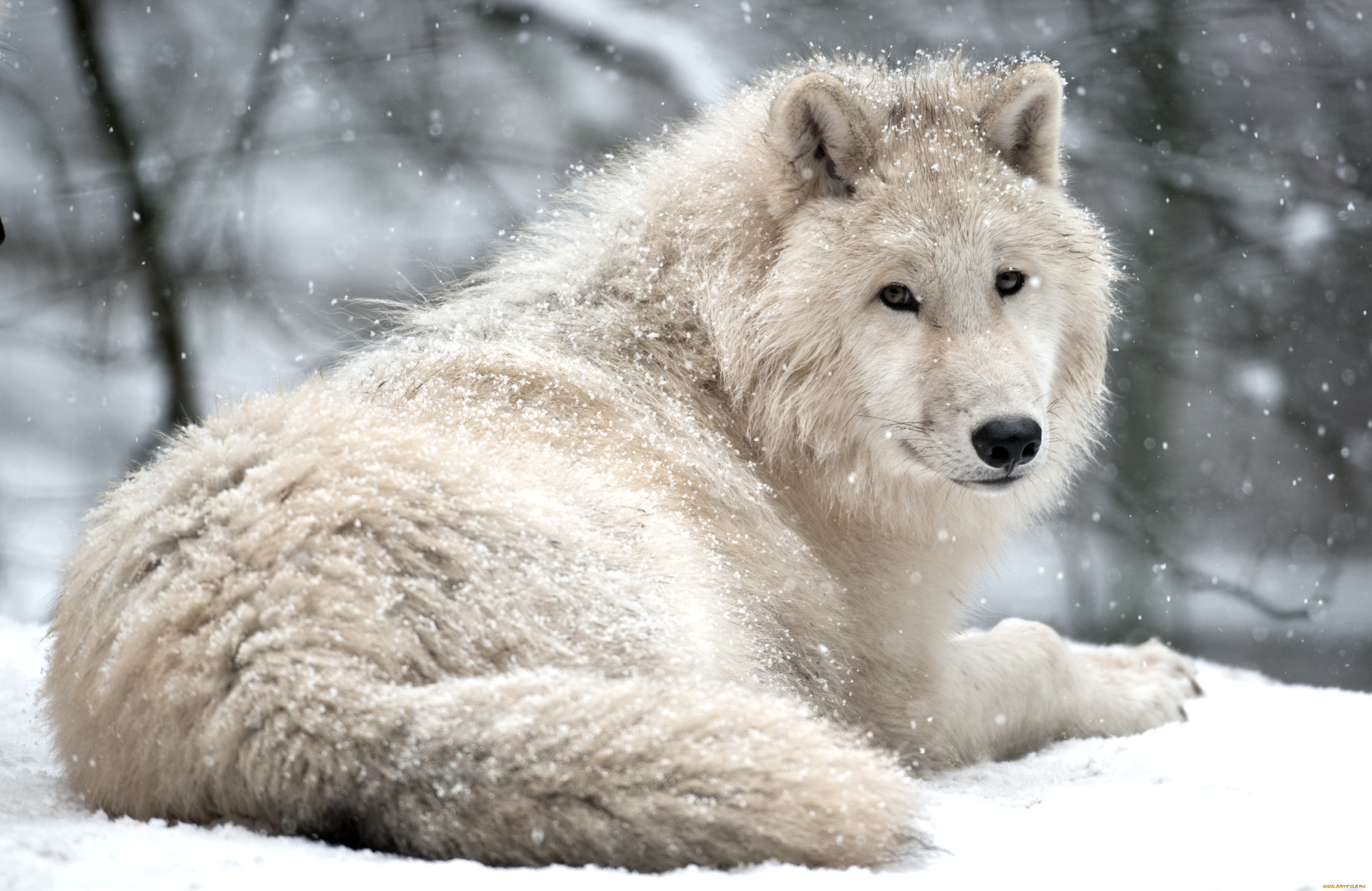 животные, волки, красавец, арктический, белый