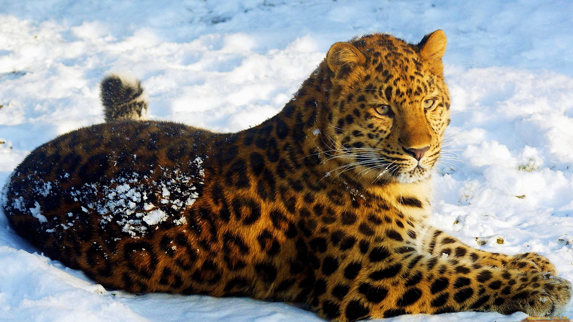 леопард, на, снегу, животные, леопарды, лежит, смотрит, снег