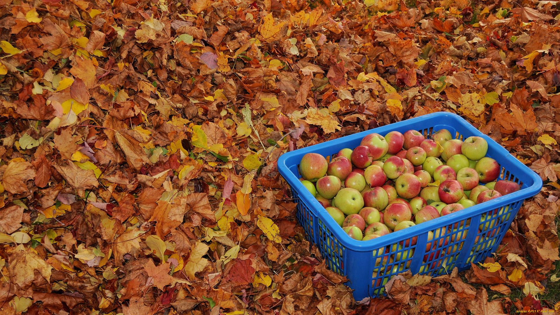 еда, Яблоки, яблоки, осень, ящик, урожай, листья