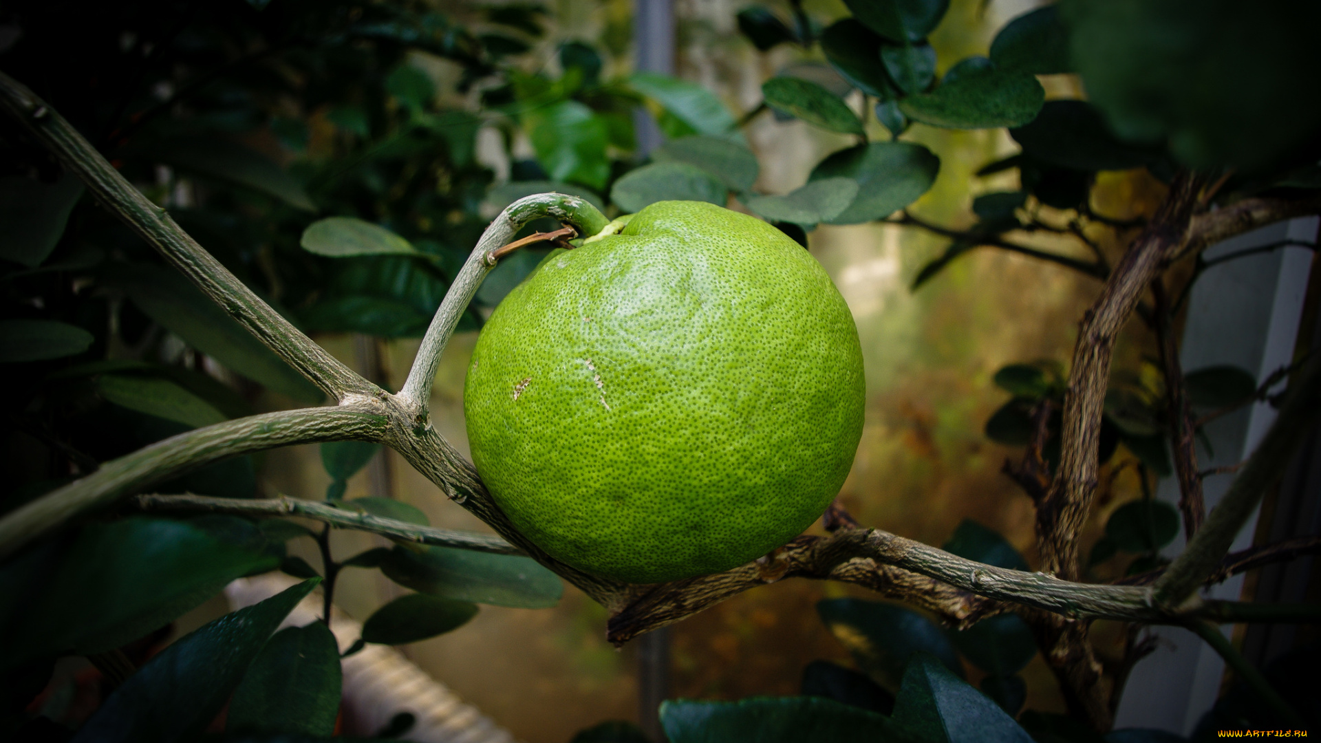 природа, плоды, лимончик