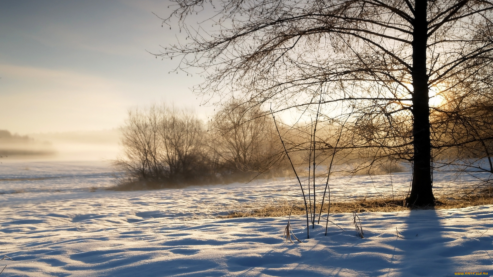 природа, зима, кусты, туман, снег, поле, дерево