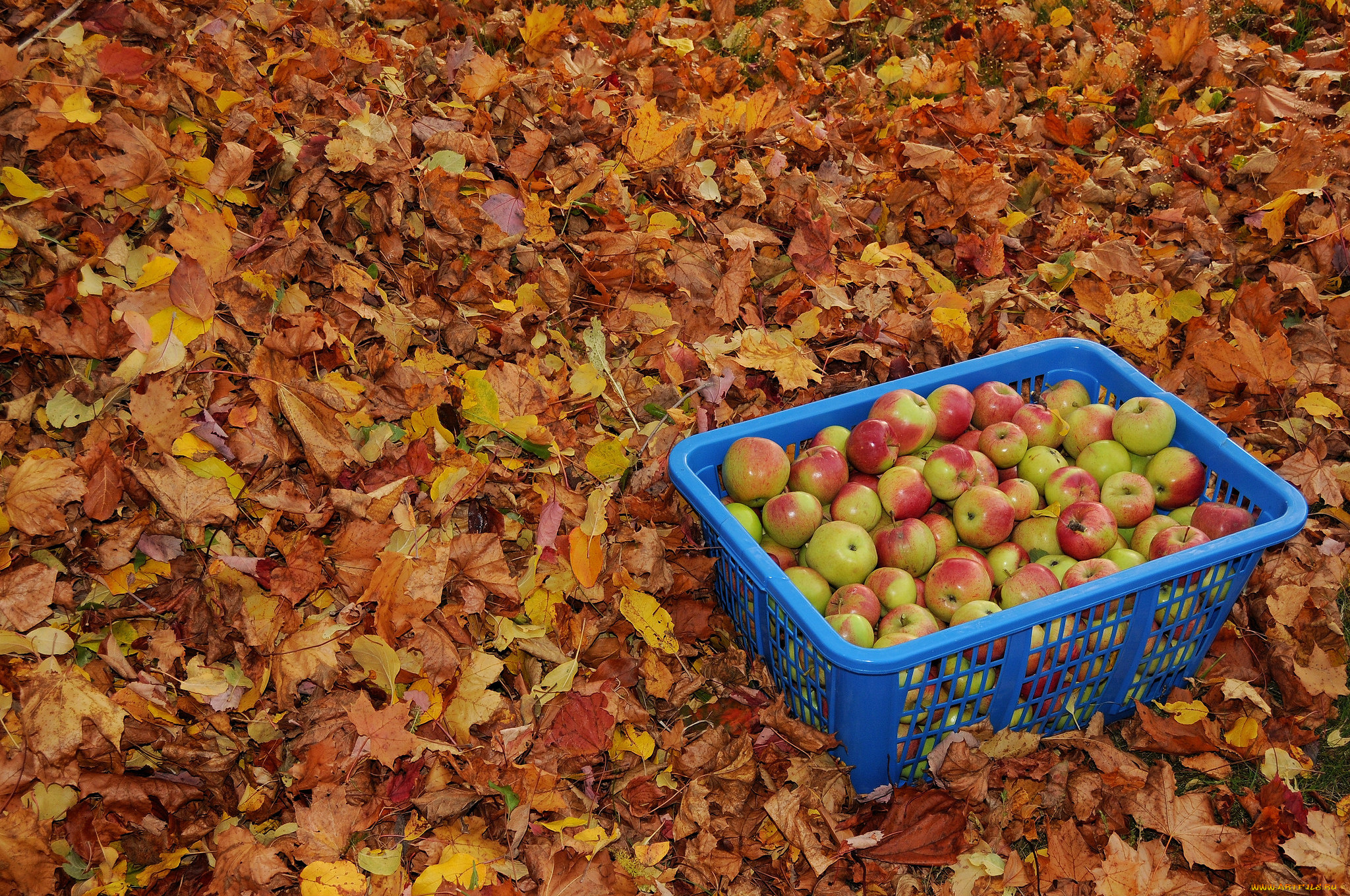 еда, Яблоки, яблоки, осень, ящик, урожай, листья