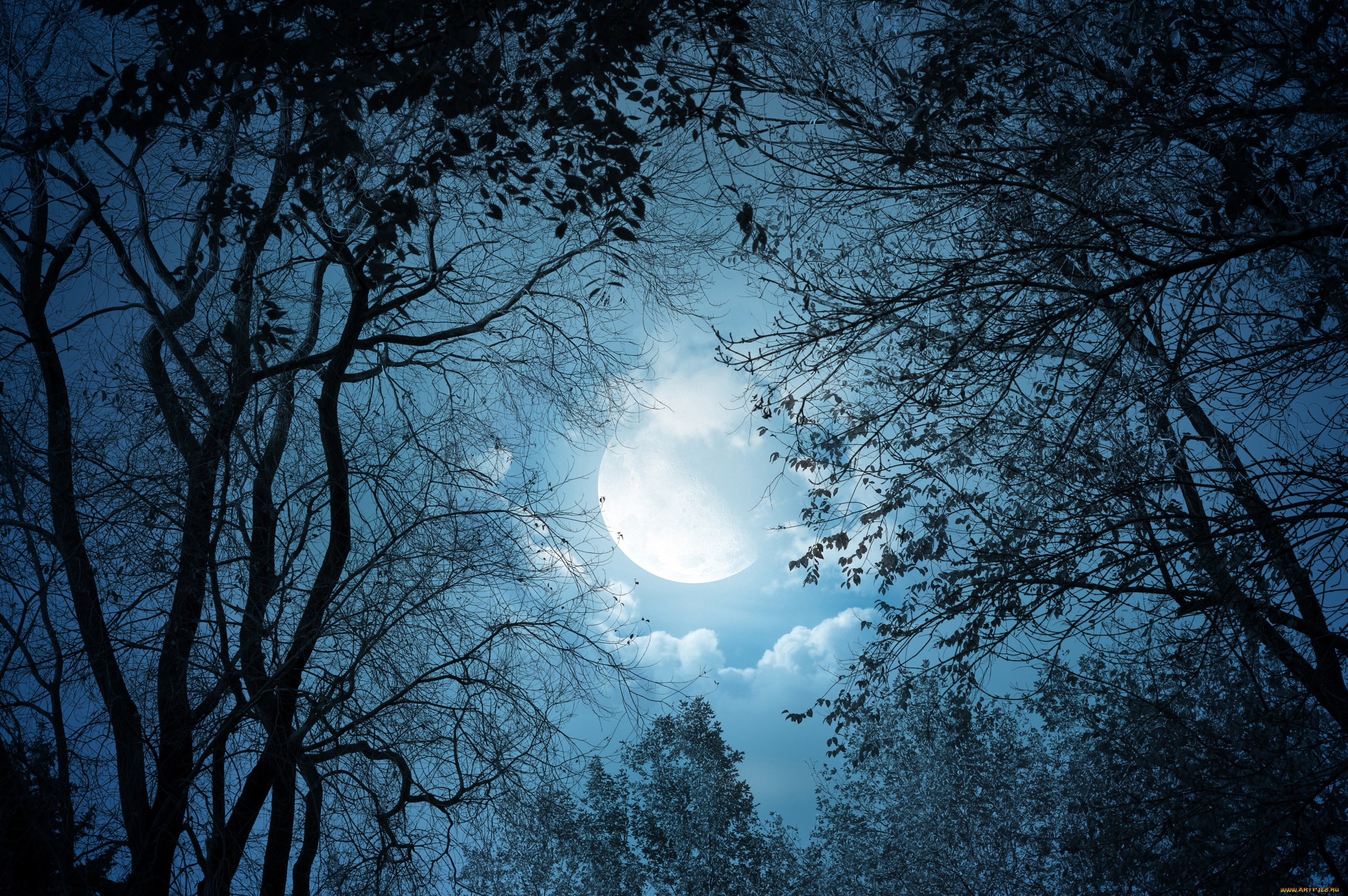 природа, деревья, облака, ночь, лунный, свет, clouds, landscape, moonlight, moon, night, trees, nature, пейзаж, луна