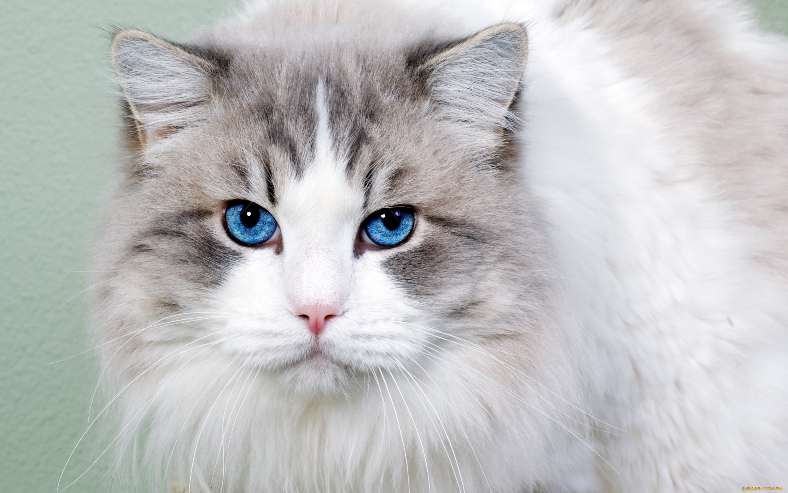 животные, коты, взгляд, голубые, глаза
