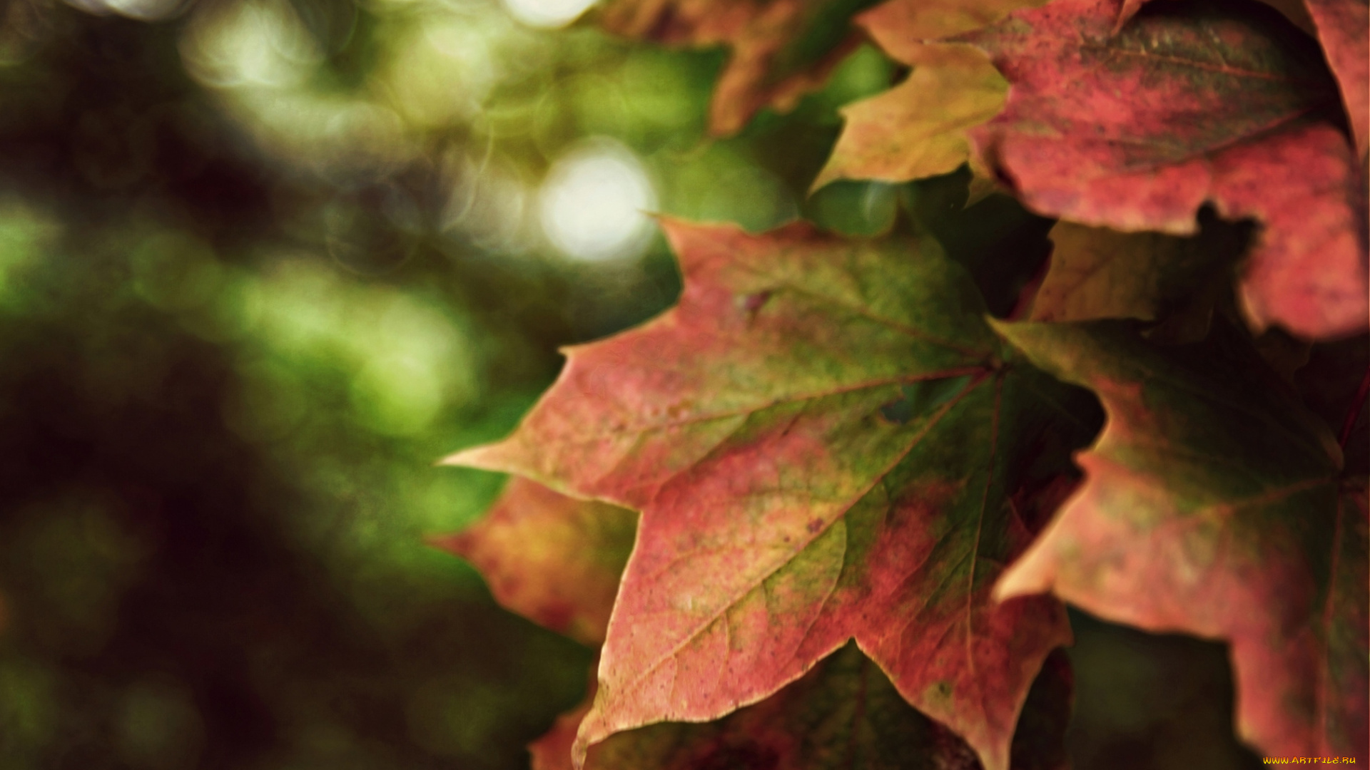 природа, листья, клен, осень