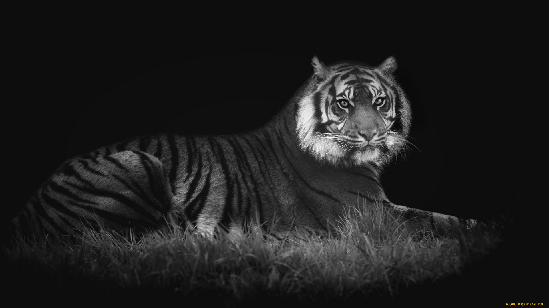 животные, тигры, хищник