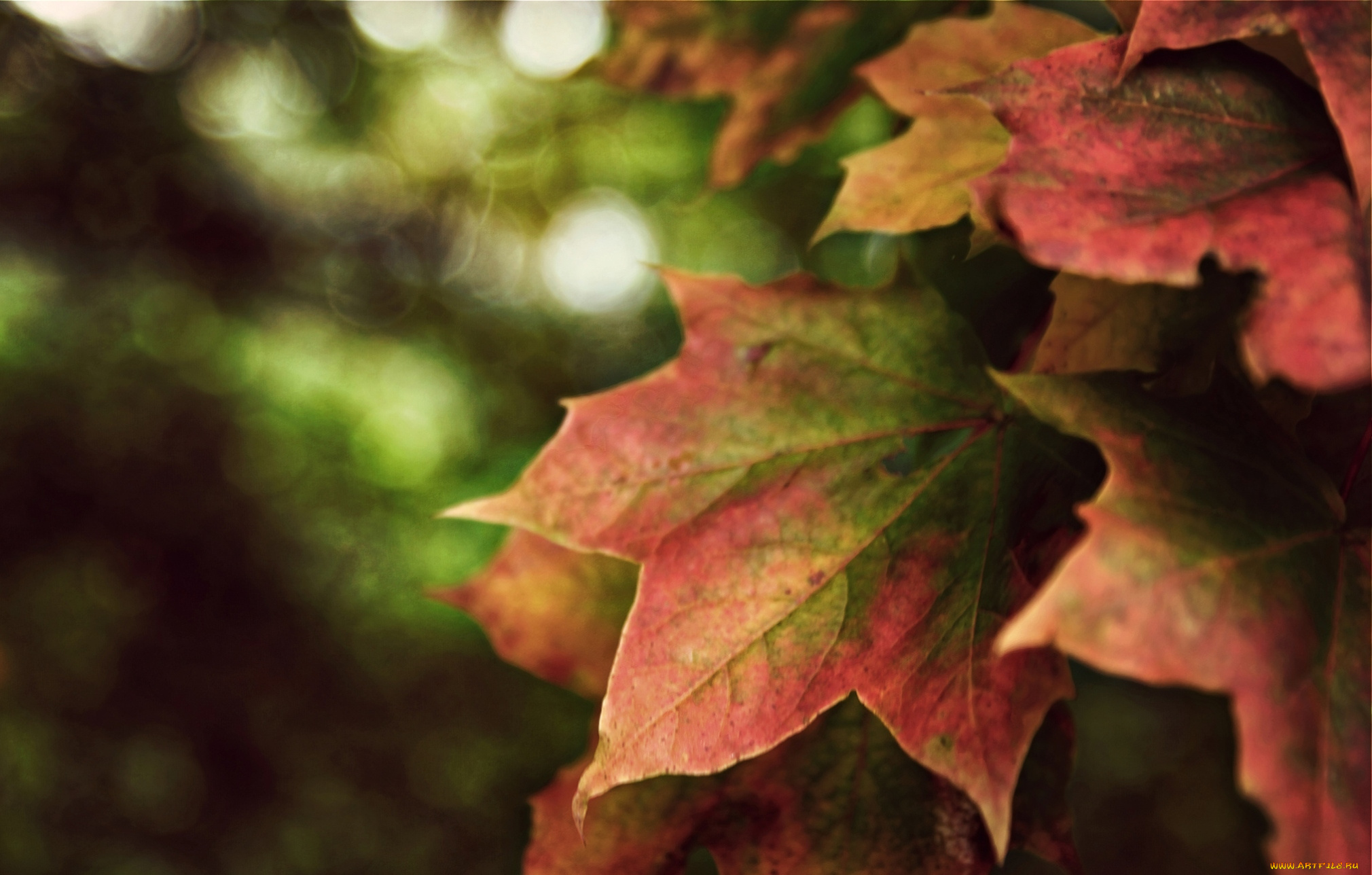 природа, листья, клен, осень