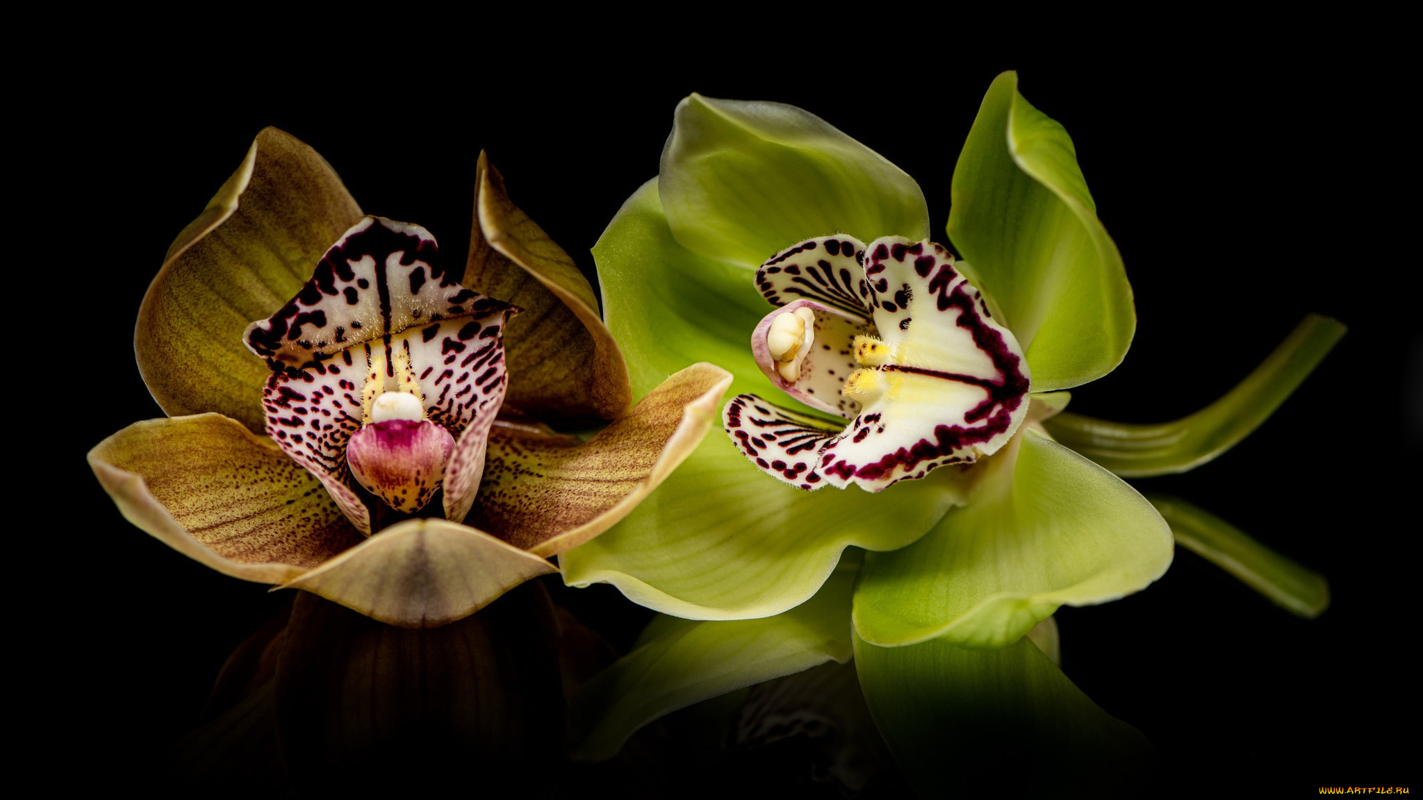 цветы, орхидеи, экзотические, черный, фон