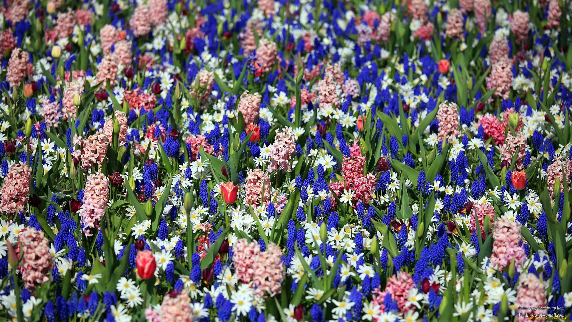 keukenhof, gardens, lisse, holland, цветы, разные, вместе, тюльпаны, ромашки, гиацинты
