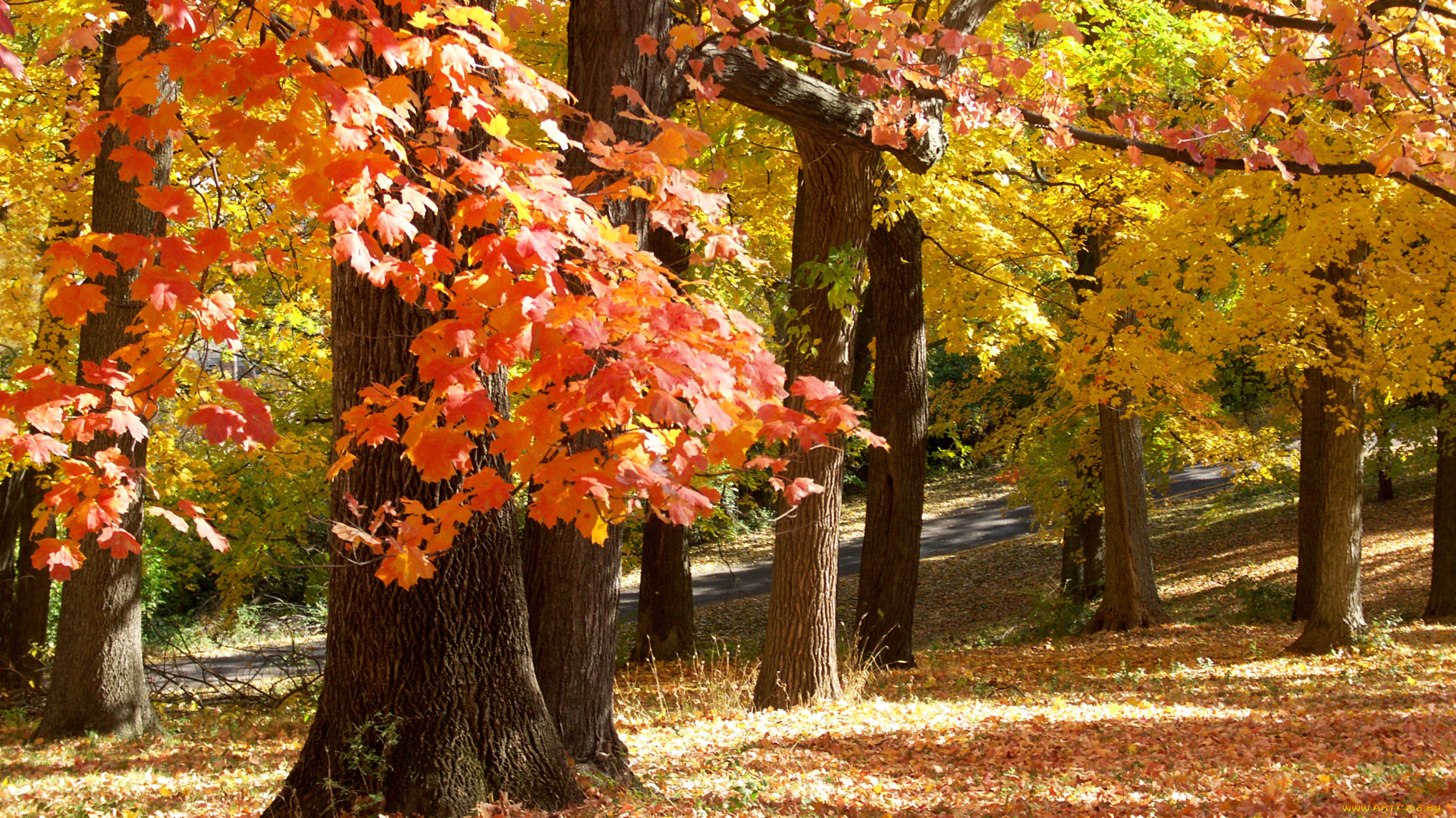 november, in, missouri, природа, деревья, парк, осень