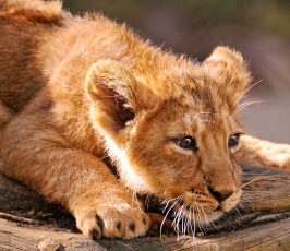 Картинка животные львы малыш хищник львёнок детёныш