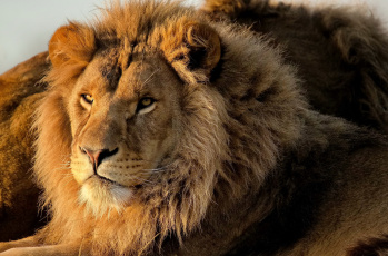Картинка животные львы морда смотрит грива лев