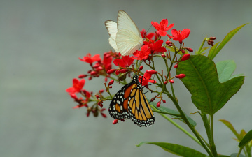 Картинка животные бабочки цветок