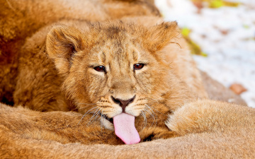 Картинка животные львы язык лев львёнок морда взгляд