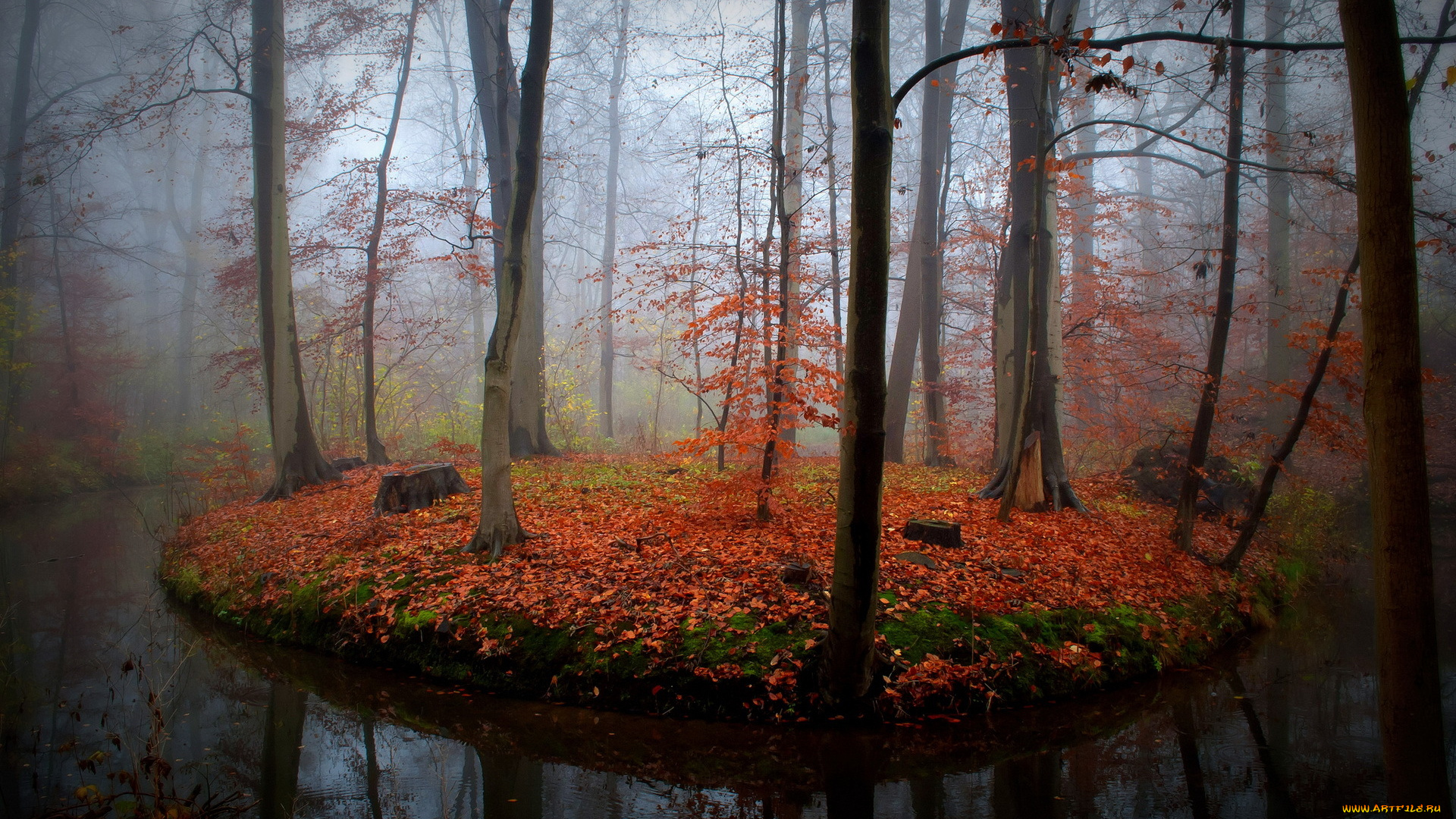 природа, лес, река, осень