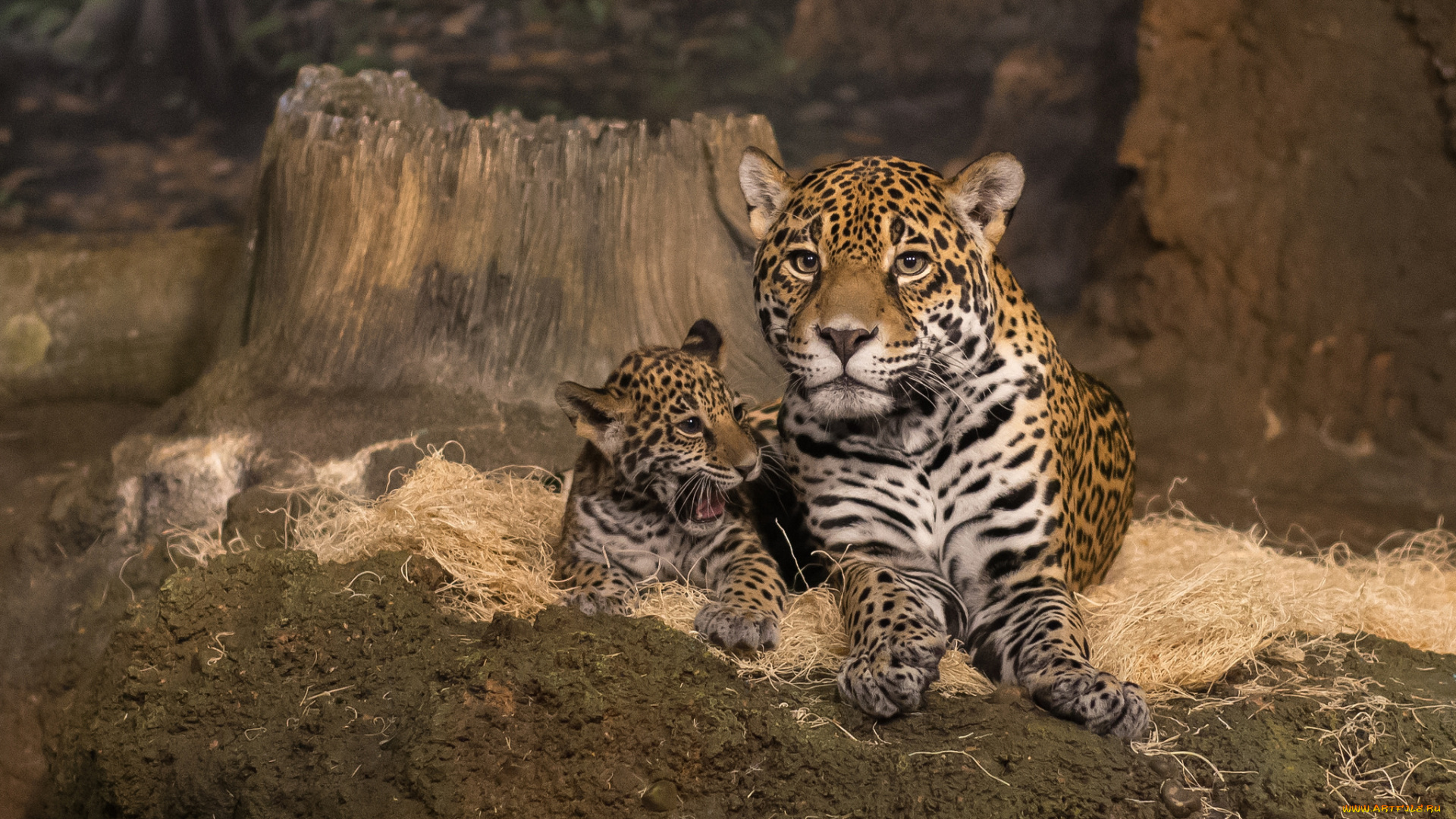 mother, jaguar, and, cub, животные, Ягуары, малыш, ягуар
