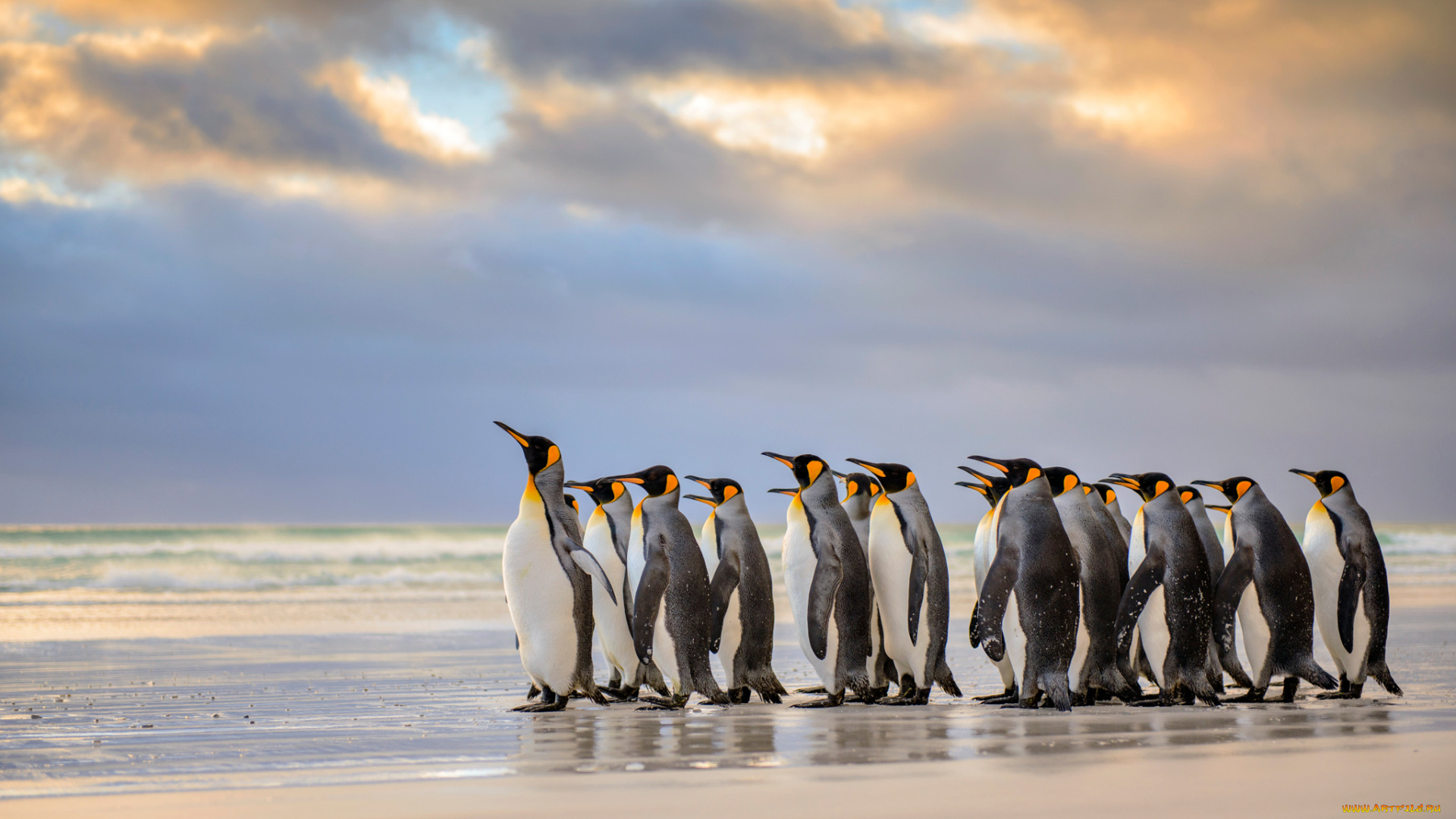 животные, пингвины, фолклендские, острова, королевские, пляж, атлантический, океан