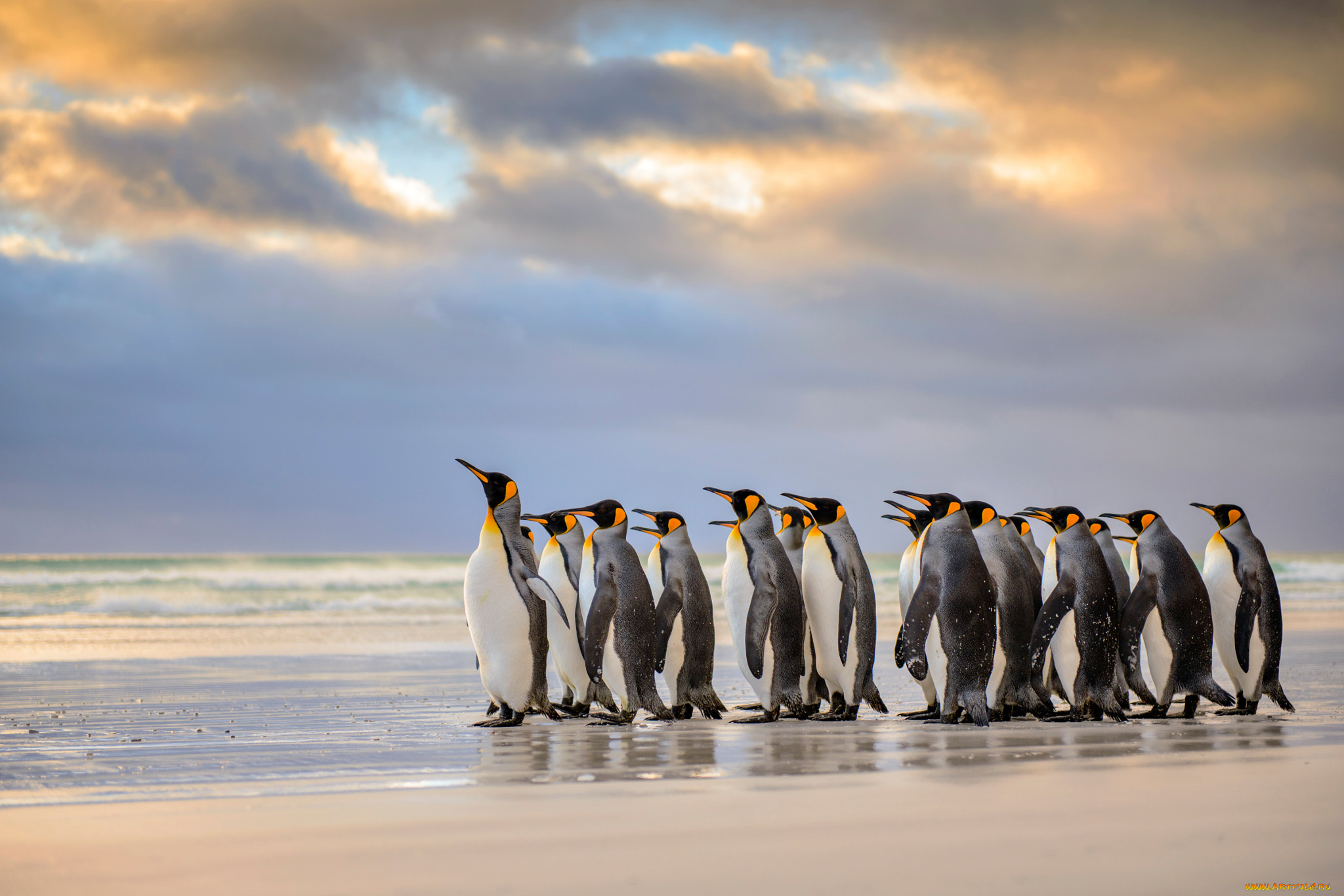 животные, пингвины, фолклендские, острова, королевские, пляж, атлантический, океан