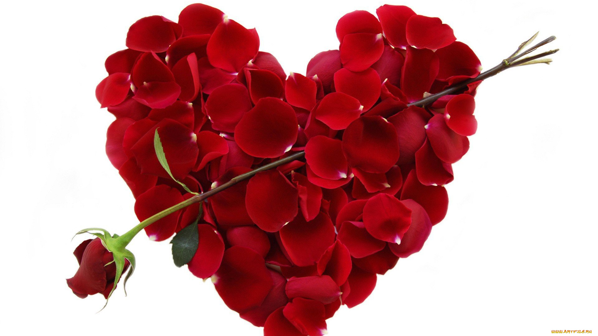 праздничные, день, святого, валентина, , сердечки, , любовь, сердечко, лепестки, цветок, красная, роза