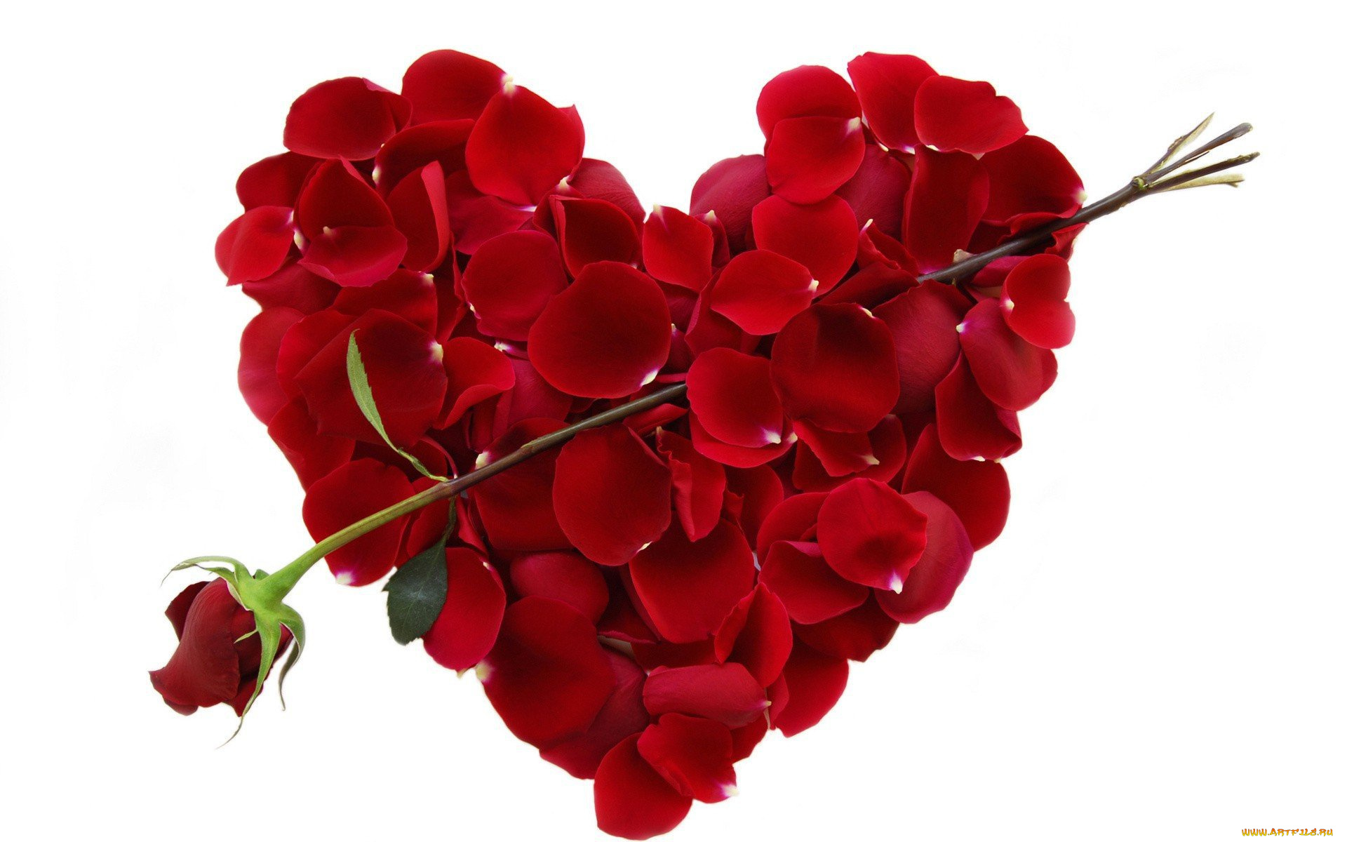 праздничные, день, святого, валентина, , сердечки, , любовь, сердечко, лепестки, цветок, красная, роза