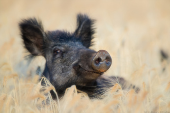 Картинка животные свиньи +кабаны пшеница хрюша черный